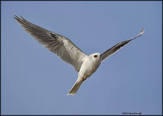 _1SB9806 white-tailed kite.jpg